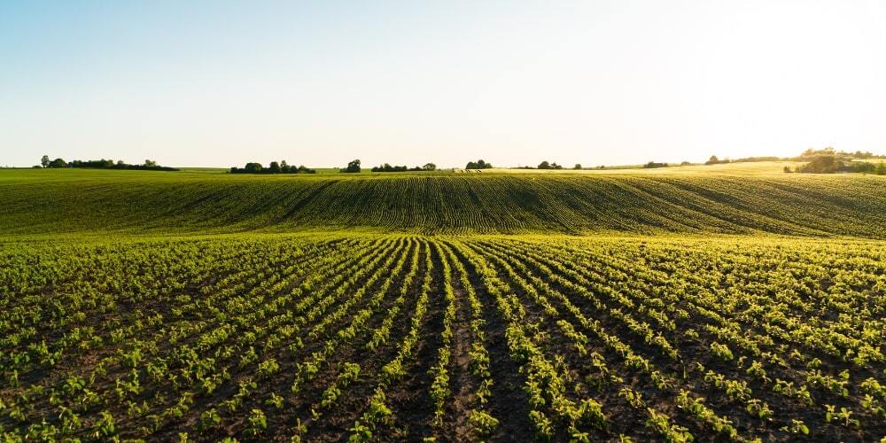 6.-agriculture.jpg